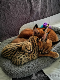 Фото №3. Зарегистрированы котята сервала, саванны и каракал. Польша