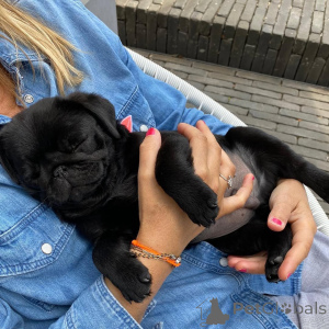 Фото №1. мопс - купить в Манила за договорная. Объявление №159840