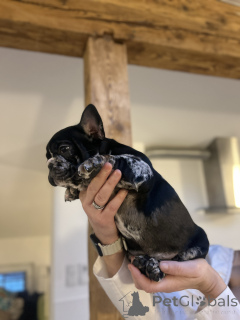 Фото №3. Эксклюзив! Щенки французского бульдога..  Австрия