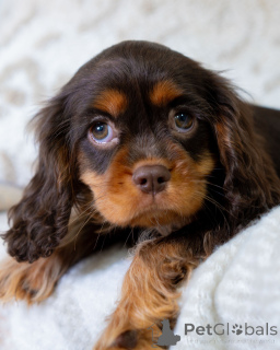 Фото №3. Милое, игривое и солнечное сердце Лили расцветает любовью, куда бы она ни пошла!.  Швейцария