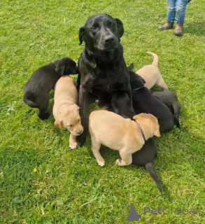 Фото №2 к объявлению №147057 о продаже лабрадор-ретривера - купить в США частное объявление