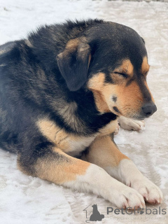 Фото №2 к объявлению №165753 о продаже беспородную - купить в Беларуси частное объявление