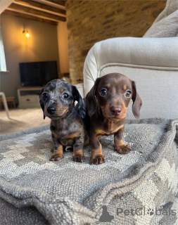 Фото №1. такса - купить в Idar-Oberstein за 32468₽. Объявление №154949