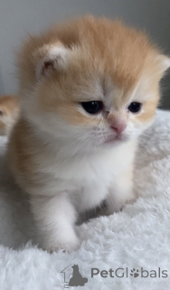 Фото №1. британская короткошёрстная - купить в Праге за 74214₽. Объявление №161233