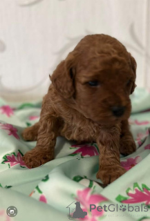 Фото №4. Продажа пуделя (той) в Vilovo заводчик - цена договорная