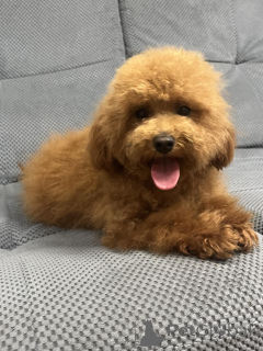 Фото №3. Female toy poodle/ 8.5 months.  Украина