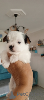 Фото №4. Продажа бивер-йоркширского терьера в Баликесир заводчик - цена 53921₽