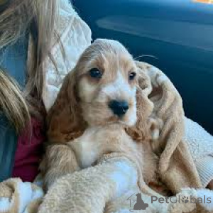 Фото №2 к объявлению №164091 о продаже английского кокер-спаниеля - купить в Бельгии частное объявление, заводчик