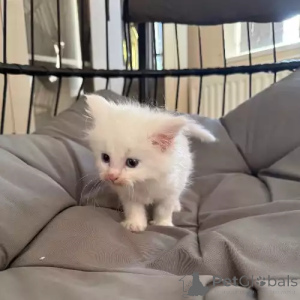 Фото №1. мейн-кун - купить в Леонберг за 35251₽. Объявление №167263