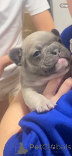 Фото №2 к объявлению №161238 о продаже французского бульдога - купить в США частное объявление