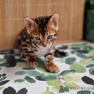 Фото №1.  - купить в Бергамо за Бесплатно. Объявление №163651