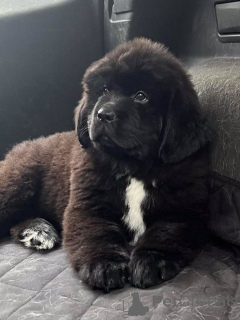 Фото №1. ньюфаундленд - купить в Айзлинген за 41745₽. Объявление №157799