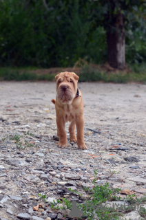 Фото №3. Шарпей.мальчик -Shar Pei poika.  Финляндия