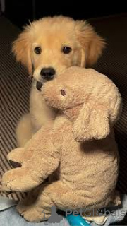 Фото №2 к объявлению №164746 о продаже золотистого ретривера - купить в Франции частное объявление, заводчик