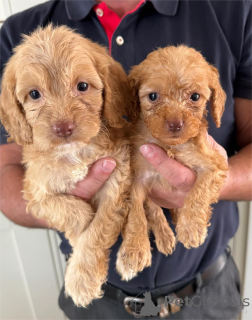 Фото №1. беспородная - купить в Дудельдорф за 32468₽. Объявление №153447