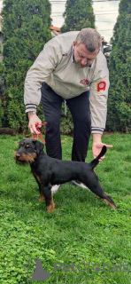 Фото №2 к объявлению №107689 о продаже немецкого ягдтерьера - купить в Сербии заводчик