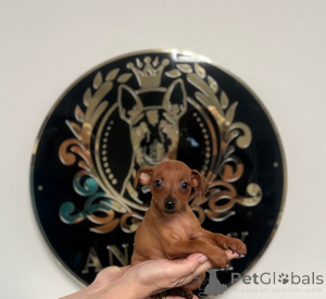 Фото №3. Чистый 100% заводчик, имеющий лицензию миниатюрного пинчера.  Босния и Герцеговина