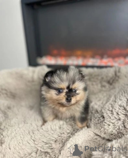 Фото №2 к объявлению №143773 о продаже померанского шпица - купить в Австрии заводчик