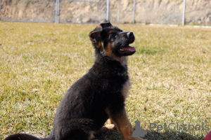 Дополнительные фото: Entzückende deutsche Schäferhund-Welpen stehen zur Adoption zur Verfügung