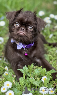 Фото №2 к объявлению №139129 о продаже оттерхаунда - купить в Сербии 