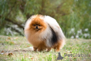 Дополнительные фото: Сute black&tan Pomeranian puppy