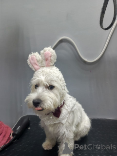 Фото №2 к объявлению №155040 о продаже вест-хайленд-уайт-терьера - купить в Великобритании частное объявление