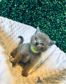 Фото №2 к объявлению №152934 о продаже  - купить в Германии 