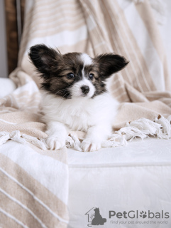 Фото №3. Papillon Puppy доступен.  Литва