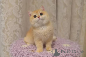 Фото №2 к объявлению №173780 о продаже британская короткошёрстная - купить в Великобритании частное объявление, заводчик
