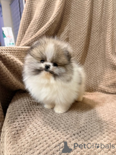 Фото №1. померанский шпиц - купить в Аарберген за 33251₽. Объявление №167823