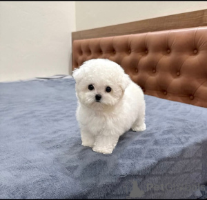 Фото №1. мальтийская болонка - купить в Варшаве за договорная. Объявление №163385