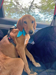 Фото №2 к объявлению №159233 о продаже беспородную - купить в России частное объявление