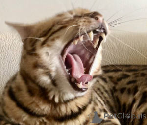 Фото №3. Бенгалская кошка bengal cat. Грузия