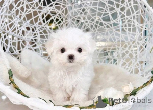 Фото №2 к объявлению №161136 о продаже  - купить в США 