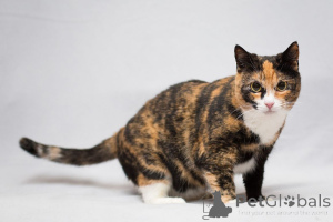 Фото №3. Шикарная Ульяна ищет дом!. Россия