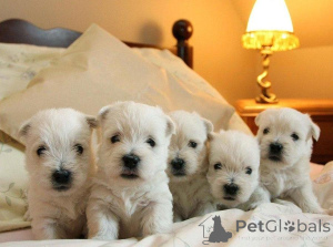 Фото №1. вест-хайленд-уайт-терьер - купить в Ансбах за договорная. Объявление №162239