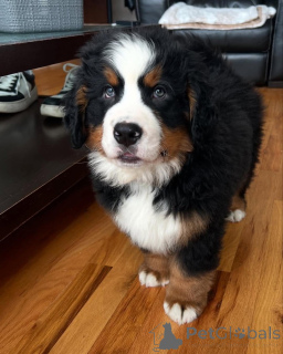 Фото №1.  - купить в Вашингтон за договорная. Объявление №162031