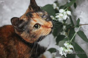 Фото №1.  - купить в Минске за Бесплатно. Объявление №162830