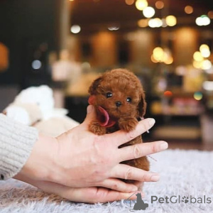 Фото №1. мальтийская болонка - купить в Брадентон за договорная. Объявление №154338