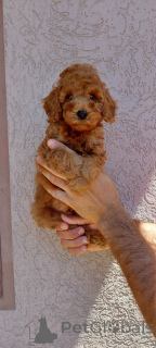 Фото №4. Продажа пуделя (той) в Белграде частное объявление - цена договорная