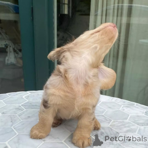 Фото №4. Продажа таксу в Пекин частное объявление - цена 49427₽