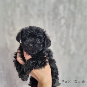 Фото №3. Продато. Хвала интересам. Молимо свяжитесь с WhatsApp biznis 447450021323.  Черногория