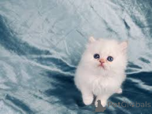 Фото №3. Красивая родословная шиншилла котята на продажу. Австрия