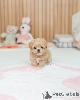 Фото №4. Продажа мальтипу в Берлине заводчик - цена договорная