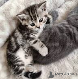 Фото №2 к объявлению №163379 о продаже европейская короткошерстная - купить в Швейцарии частное объявление, заводчик