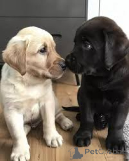 Фото №3. Продажа щенков лабрадора ретривера.  США