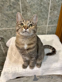 Фото №3. Очаровательная кошечка-подросток Аглая ищет дом. Россия