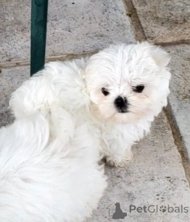 Фото №4. Продажа мальтийскую болонку в Вольфсбург заводчик - цена 19481₽