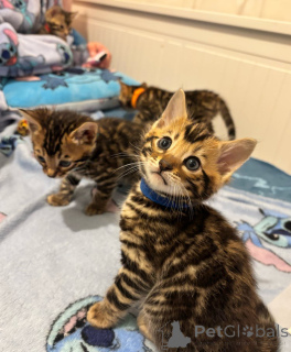 Фото №4. Продам бенгальскую в Göttingen заводчик - цена 19481₽