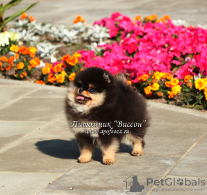 Фото №3. Красивый щенок померанского шпица.  Россия